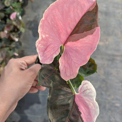 Syngonium Strawberry Ice plant size