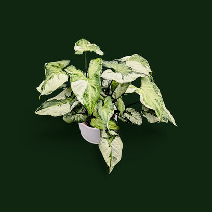 Syngonium Three Kings - Syngonium - Soiled