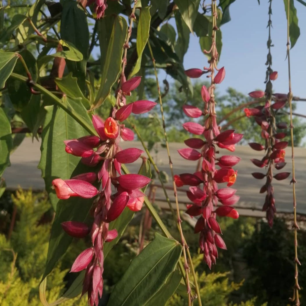 Thunbergia coccinea (Red Trumpet Vine) - Flowering Plant - Soiled