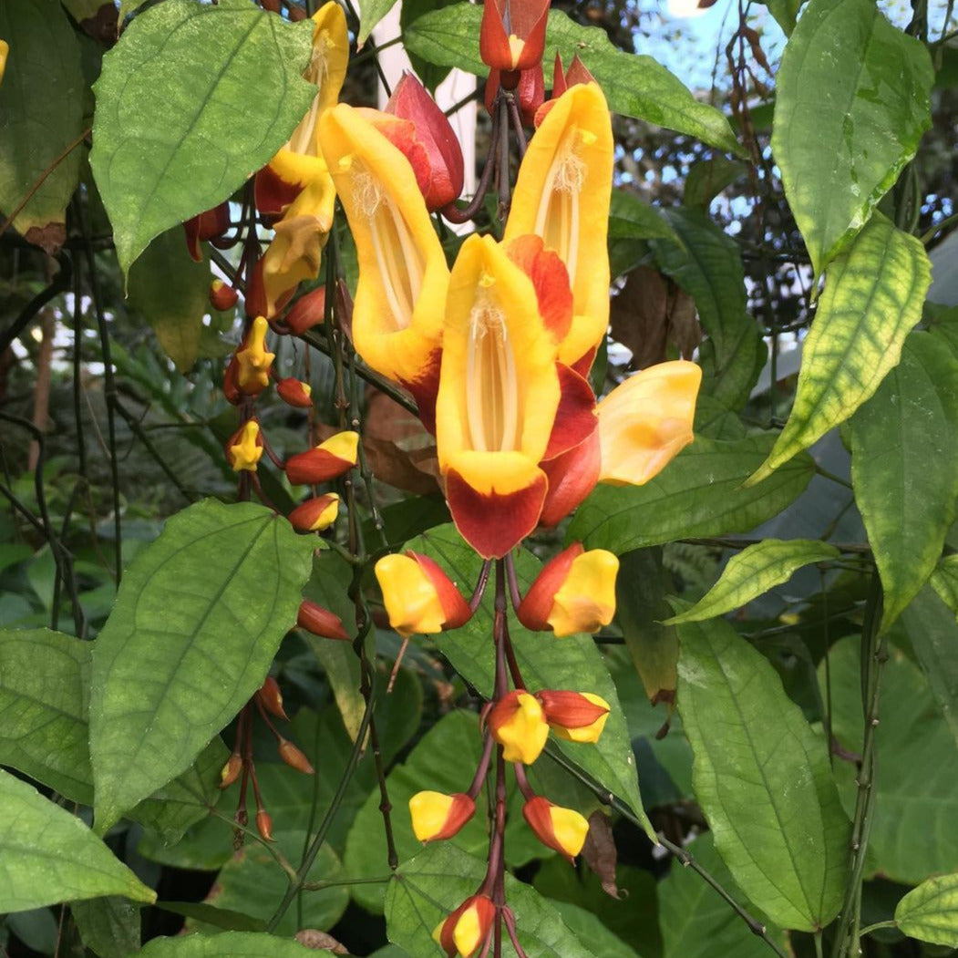 Thunbergia Mysorensis (Mysore Trumpet Vine) - Flowering Plant - Soiled