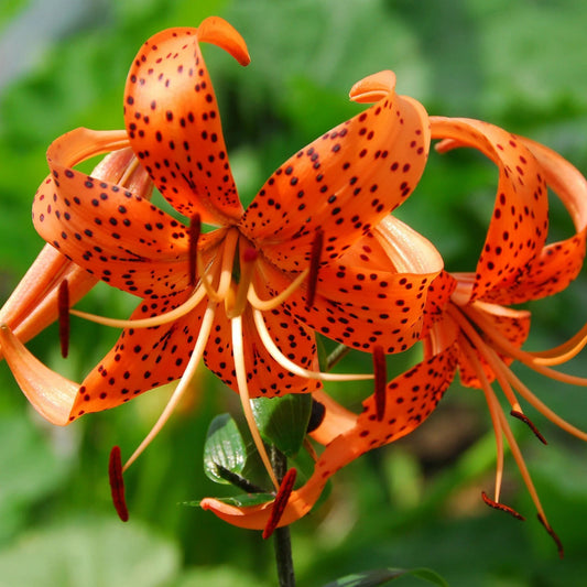 Tiger Lily (Lilium lancifolium) - Lily - Soiled