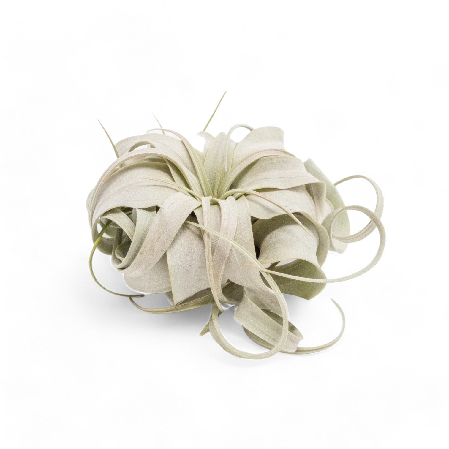 Tillandsia Xerographica - Air Plant - Soiled