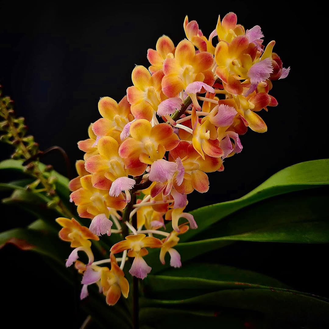 Vanda Bangkok Sunset