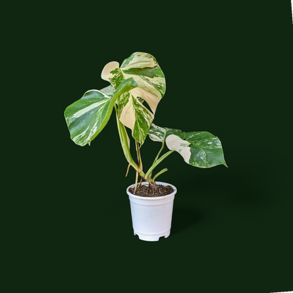 Variegated Monstera (Albo Borsigiana)