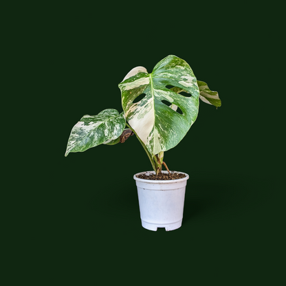 Variegated Monstera (Albo Borsigiana)