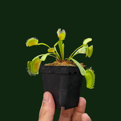 Venus Fly Trap - Carnivorous Plant - Soiled