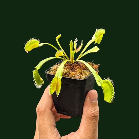 Venus Fly Trap - Carnivorous Plant - Soiled