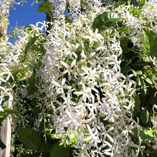 White Sandpaper Vine (Petrea Volubilis) - Flowering Plant - Soiled