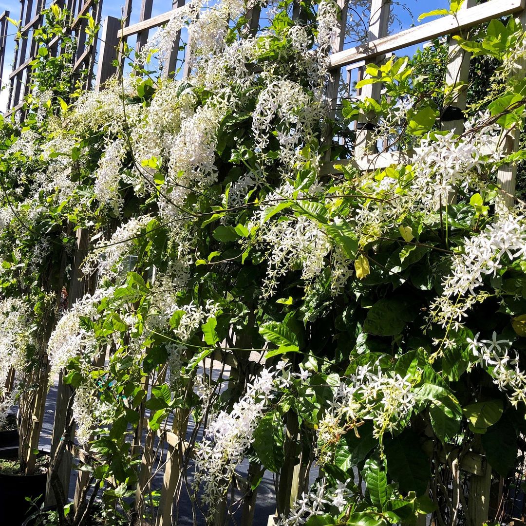 White Sandpaper Vine (Petrea Volubilis) - Flowering Plant - Soiled