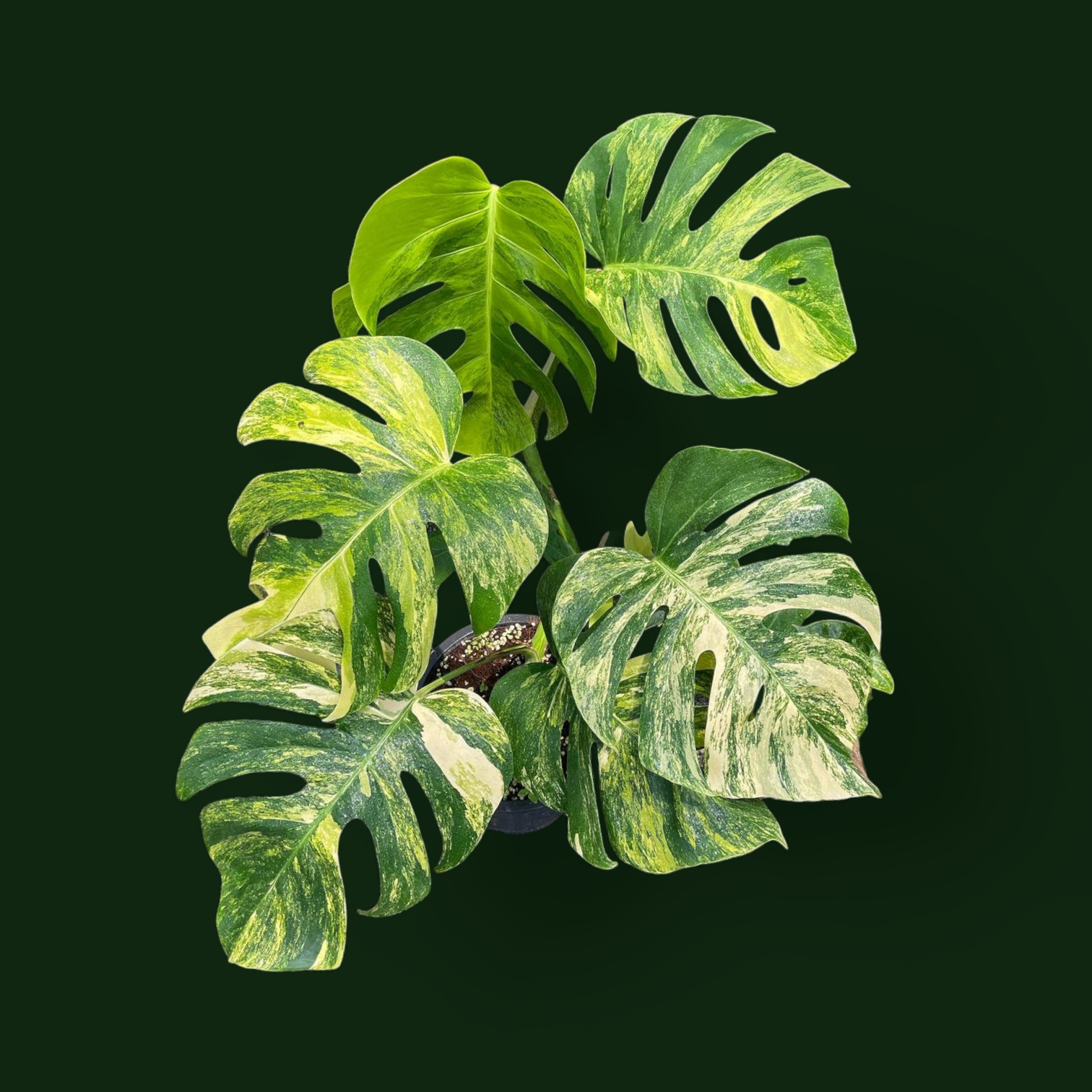 Yellow Variegated Monstera (Monstera Aurea) - Indoor & Outdoor Plants - Soiled