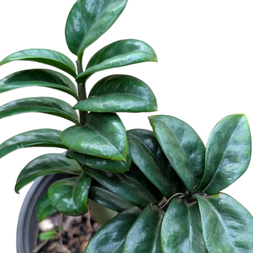 ZZ Zenzi (Zamioculcas zamiifolia 'Zenzi') CLOSE
