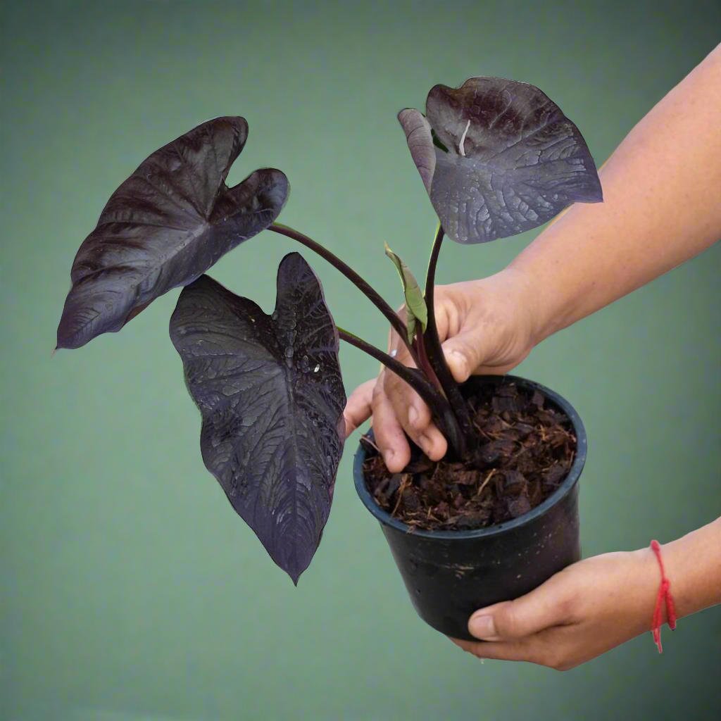 Colocasia Black Coral - Colocasia - Soiled