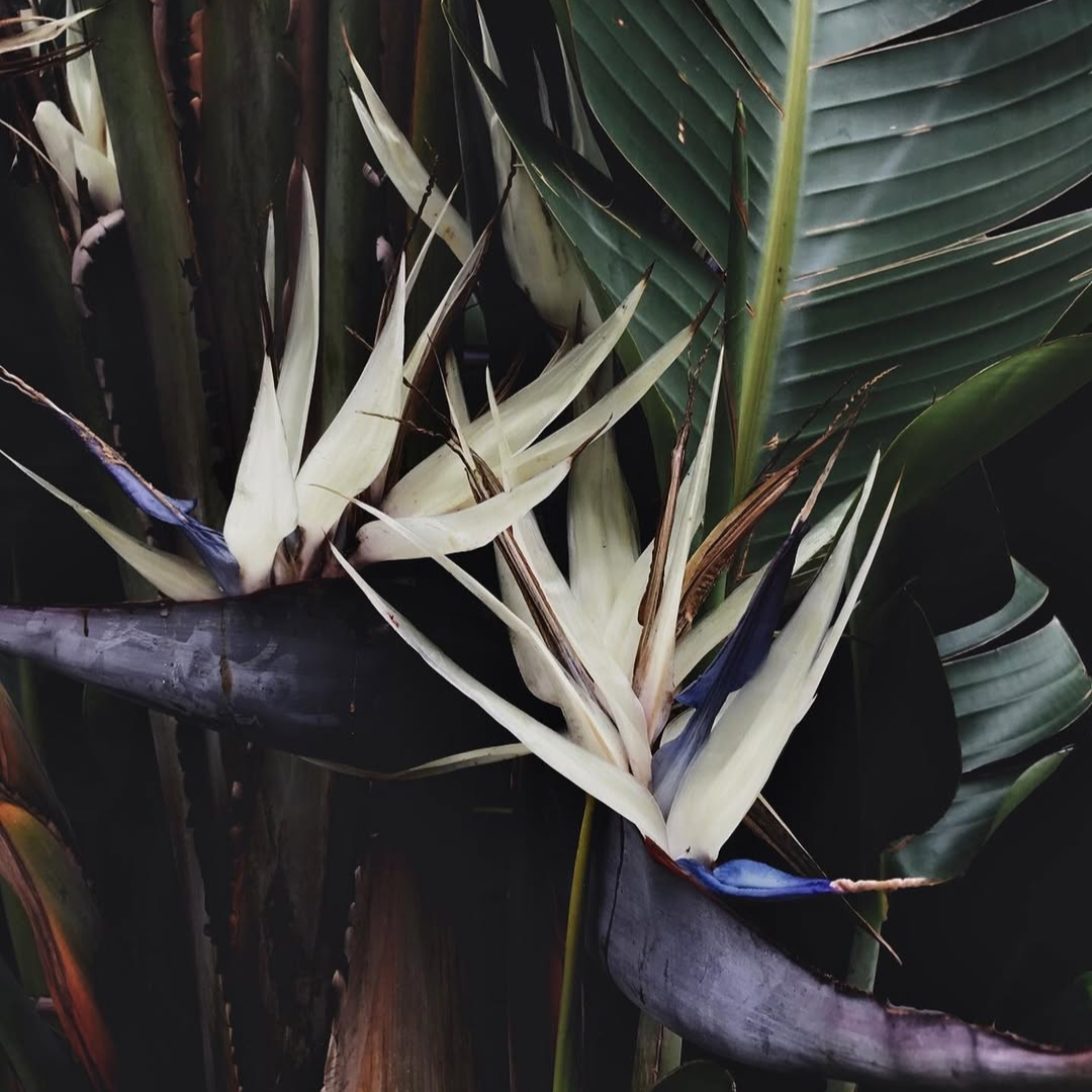 bird of paradise plant flower