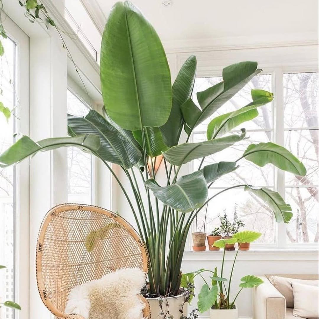 bird of paradise plant inside room