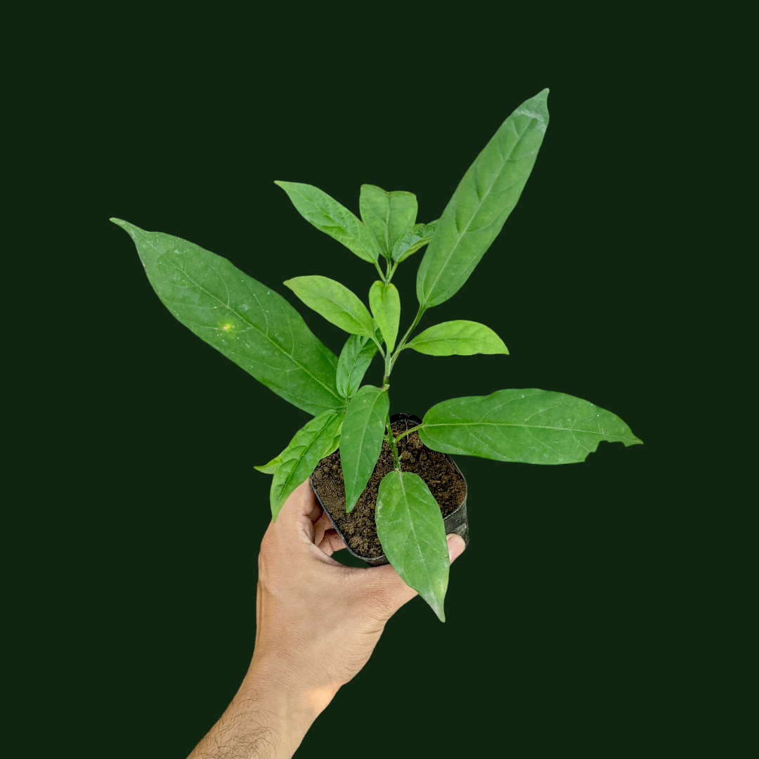 image of selling size Clerodendrum Wallichii plant