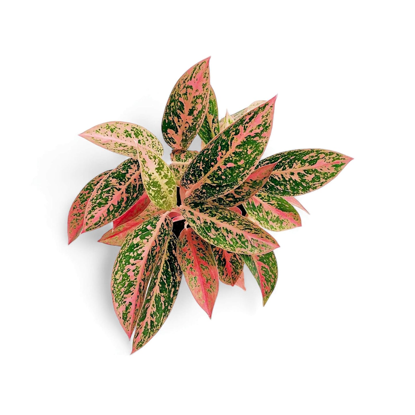 Aglaonema Fireworks - Aglaonema - Soiled