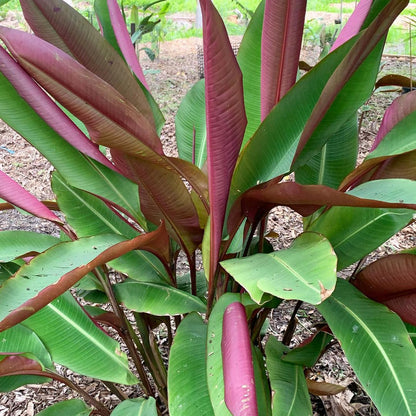 heliconia metallica