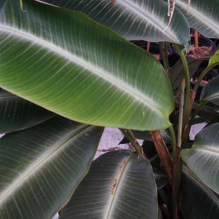 heliconia metallica upper leaf