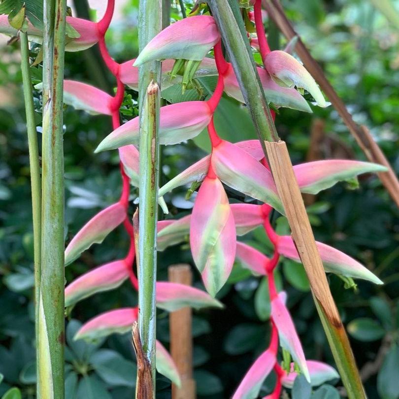 heliconia sexy pink flower