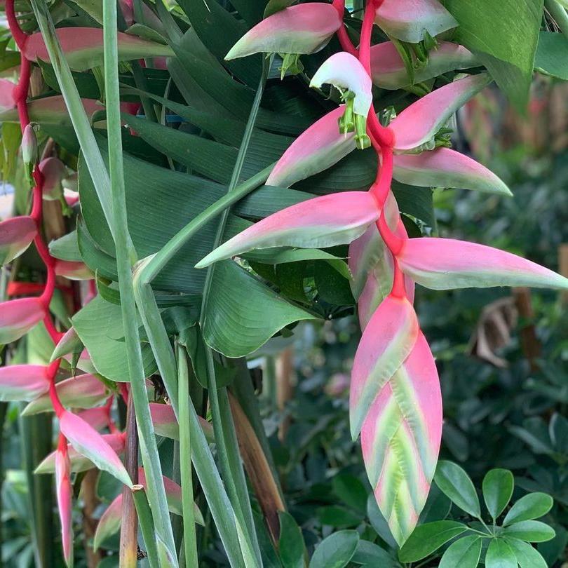 heliconia sexy pink flower 2