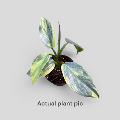 Philodendron Hastatum (Silver Sword) Variegated