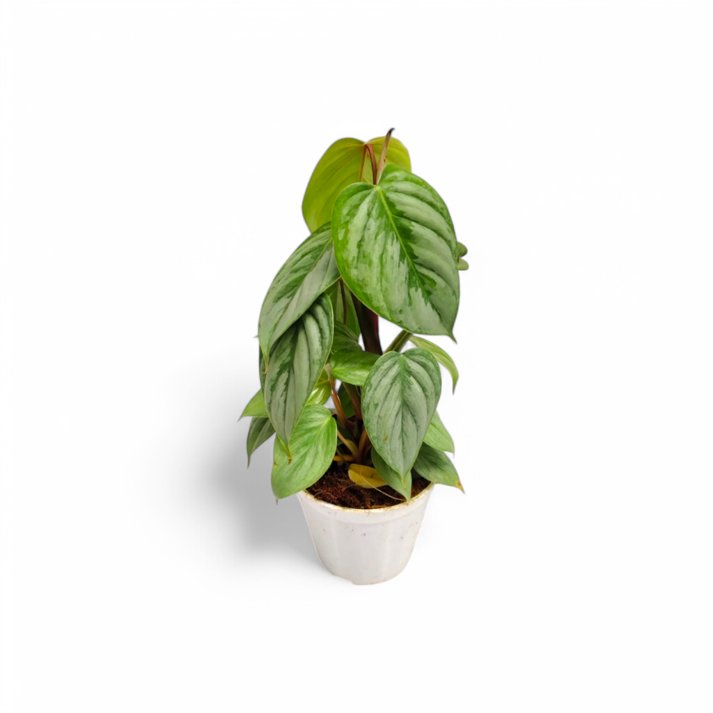 Philodendron Sodiroi