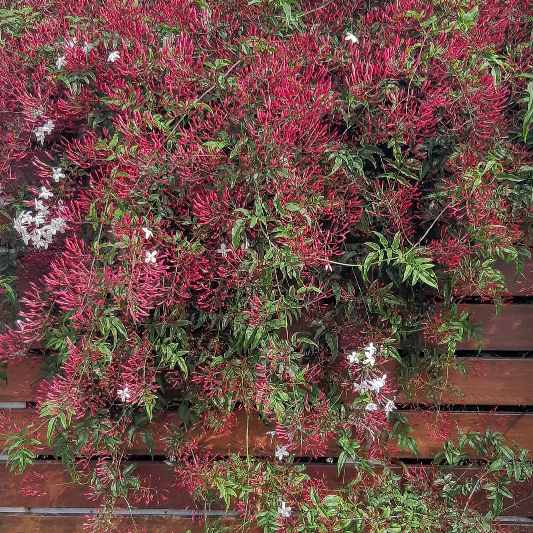 pink jasmine creeper