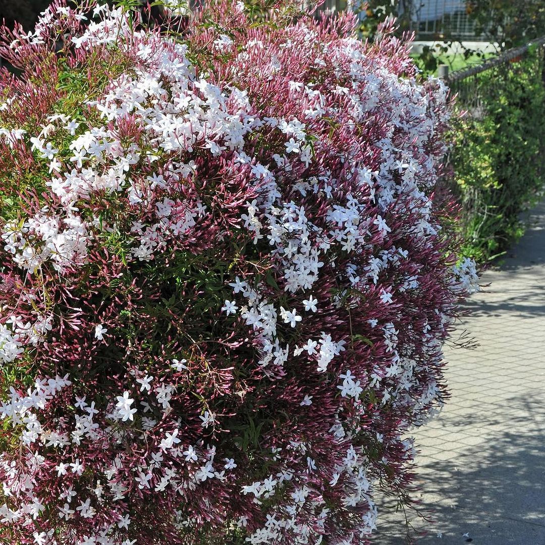 pink jasmine creeper2