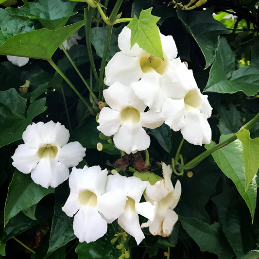 Thunbergia Grandiflora Alba (White Bengal Clock Vine)