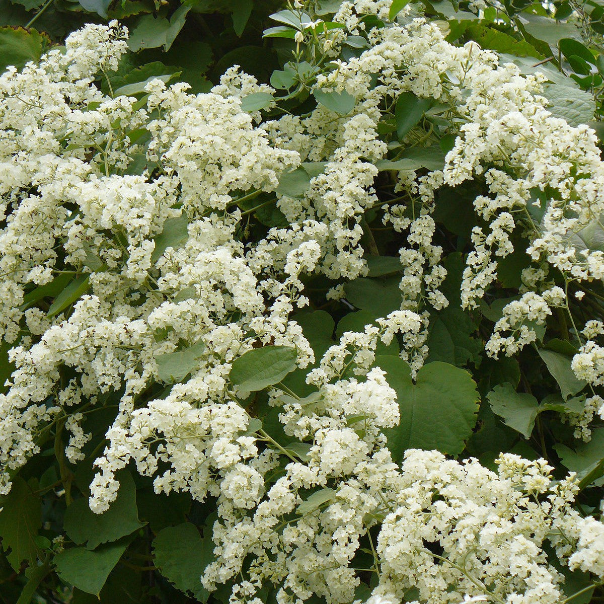 Manimulla (Porana Paniculata) - Flowering Plant - Soiled