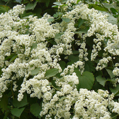 Manimulla (Porana Paniculata) - Flowering Plant - Soiled