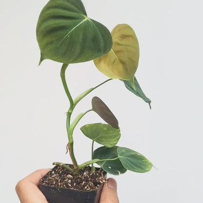 Philodendron Lupinum