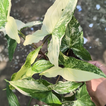 Syngonium podophyllum albo-variegatum