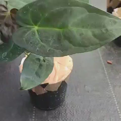 Anthurium 'Raven Soul' video