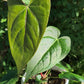 Anthurium Nigrolaminum 'Gigi'