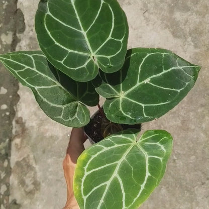 Anthurium Crystallinum