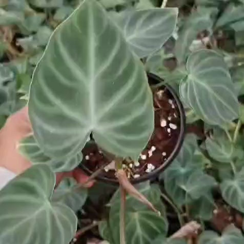 Philodendron Verrucosum Plant Video