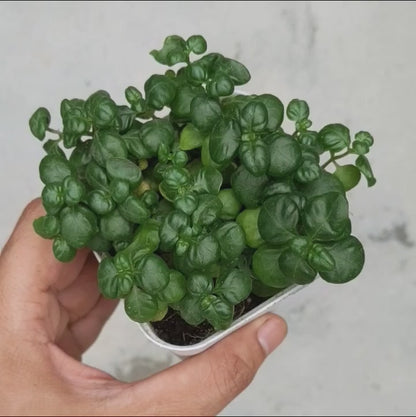 Bubble Plant