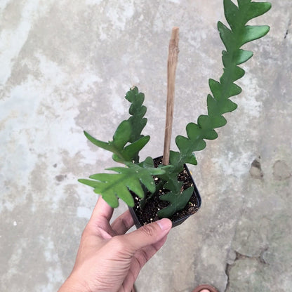 Fishbone Cactus (Disocactus Anguliger)