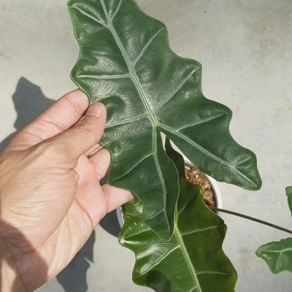 Alocasia 'Pseudo Sanderiana'