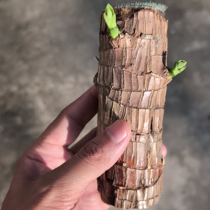 Brazilian Lucky Wood Plant Medium Size Video