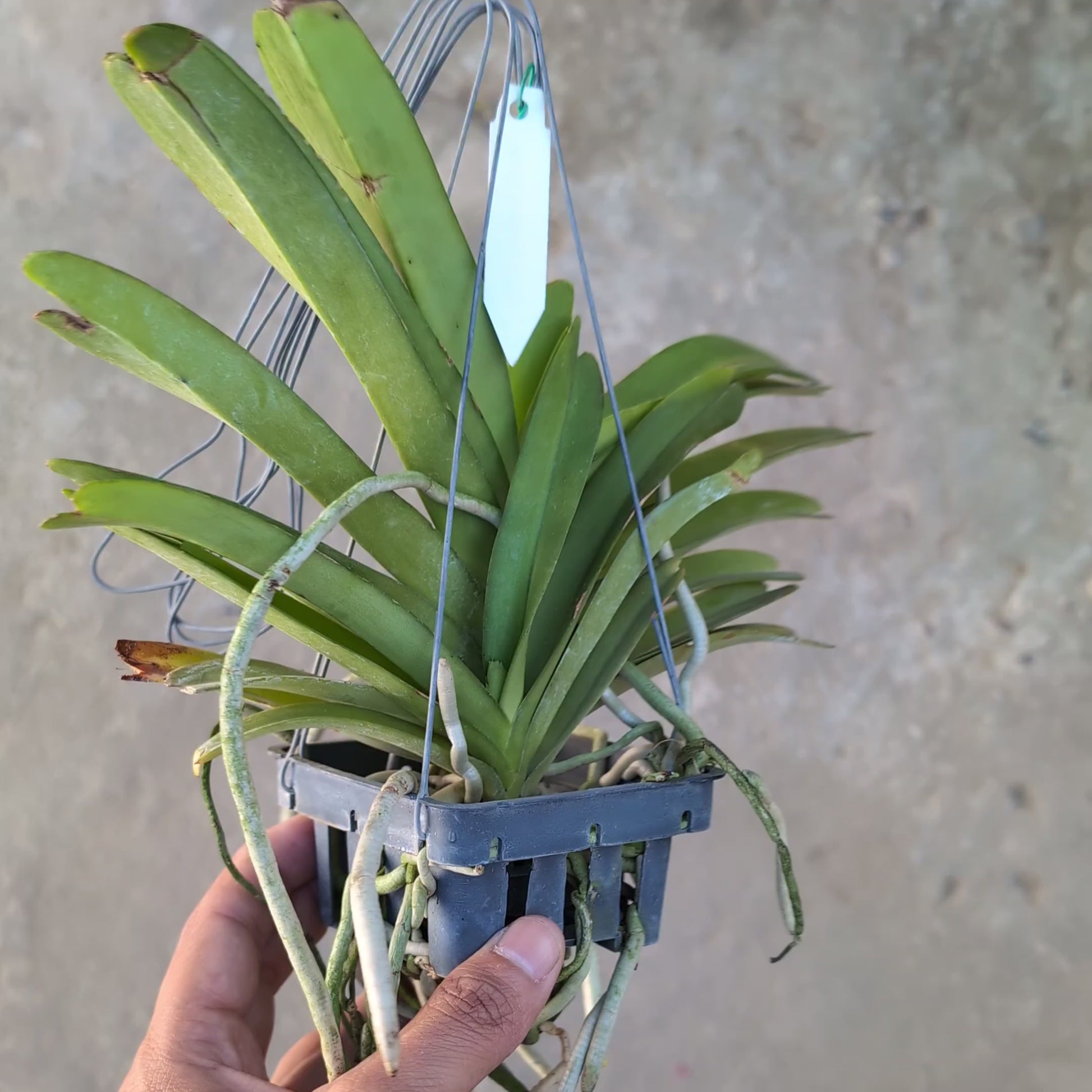 Vanda Bangkok Sunset Plant Video