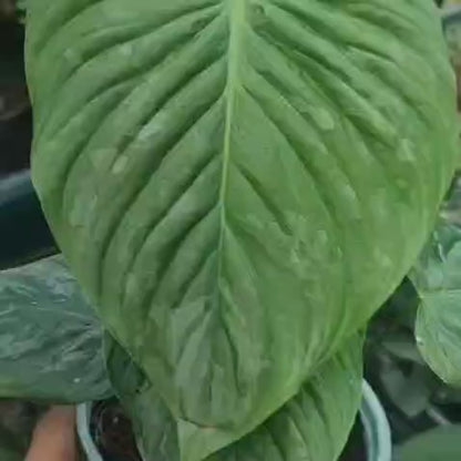 Philodendron Majestic