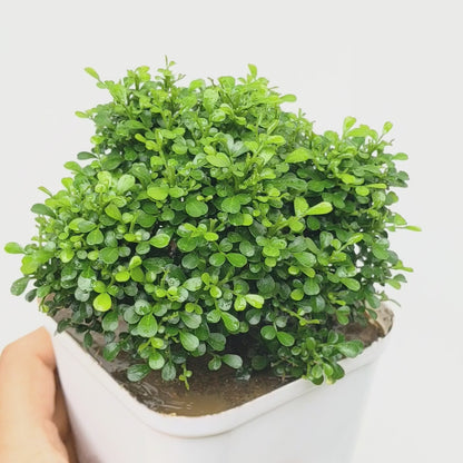 Dwarf Kamini Bonsai Plant (Murraya Paniculata)