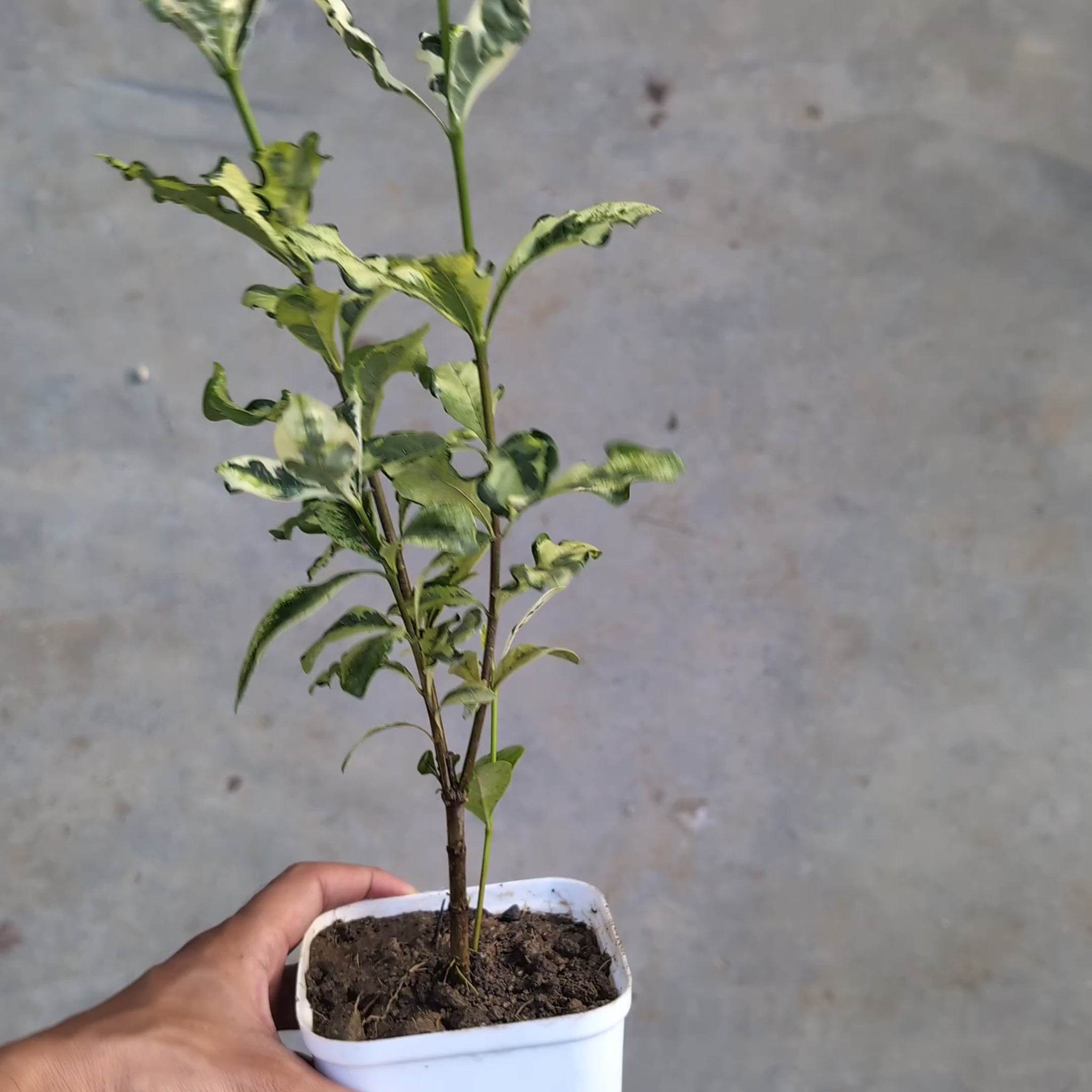 Gardenia Jasminoides 'Variegated' plant video