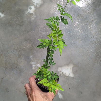 Jasminum Grandiflorum (Chameli)