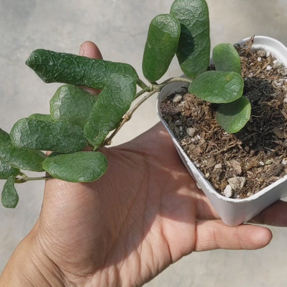 Hoya Rotundiflora