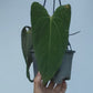 Anthurium Papillilaminum (Fort Sherman)