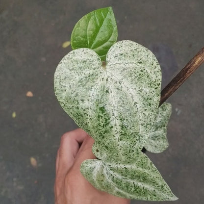 Piper Mint Variegated