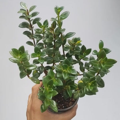 Goldfish Plant (Nematanthus Tropicana)